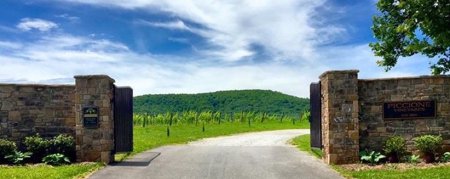 Piccione Vineyards