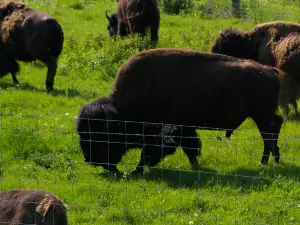 Minnedosa Bison Park