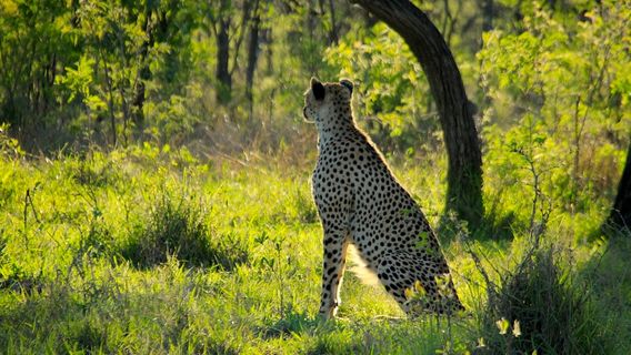 Safaria - Private Kruger National Park Safaris