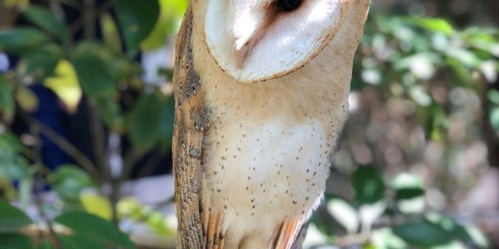湯布院のフクロウの森