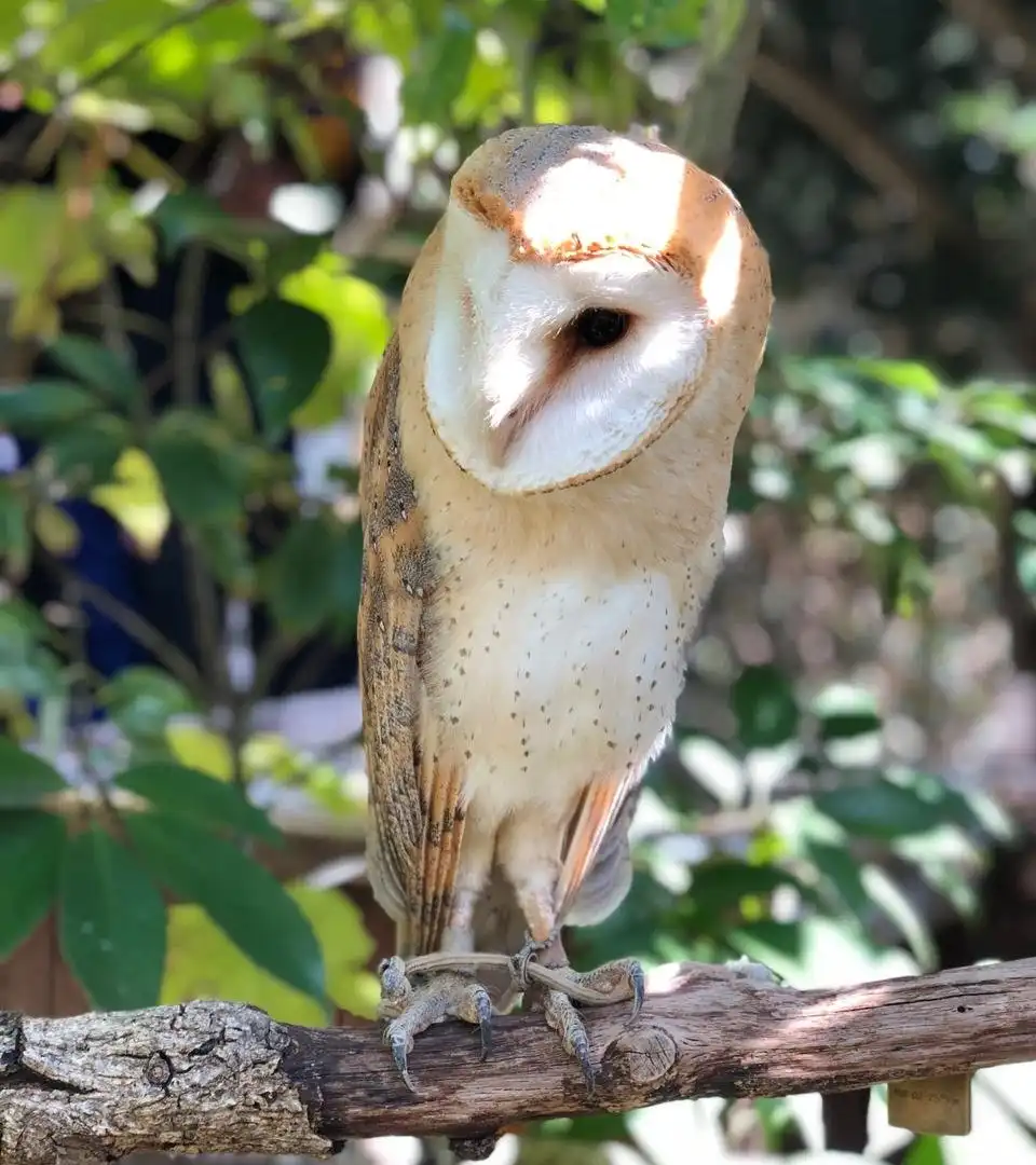 Hotels near Owl's Forest Zoo
