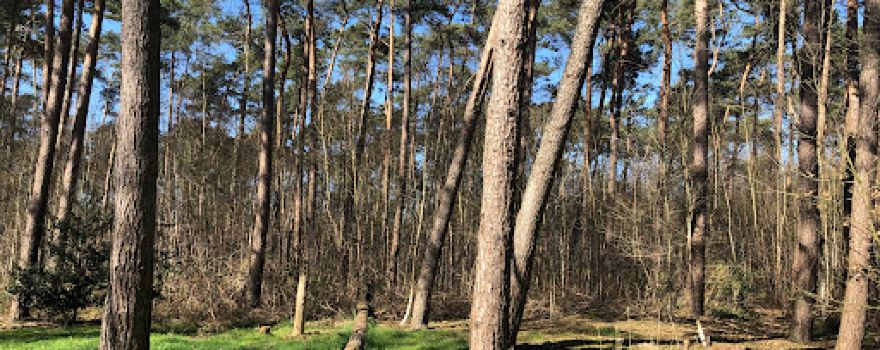 Stropersbos