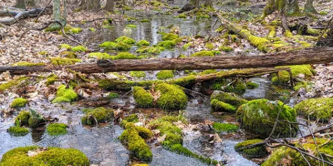 Wooster Mountain State Park Scenic Reserve