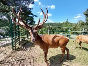 Nature and Wildlife Park Waschleithe