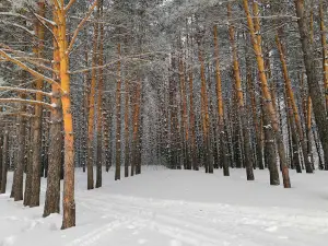 Серебряный Бор