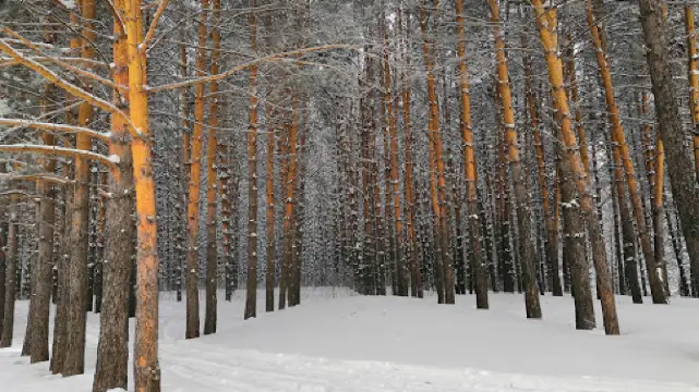 Серебряный Бор