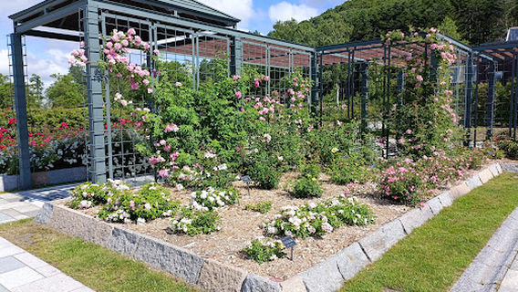 Iwamizawa Rose Garden
