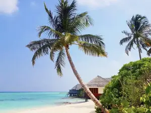 Dhigufaru