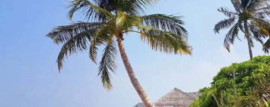 Dhigufaru