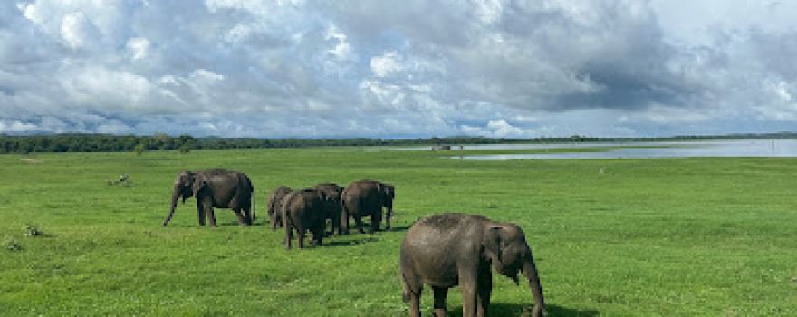 Yogeshani Eco Safari | Minneriya & Kaudulla Jeep Safari and Village Explorer