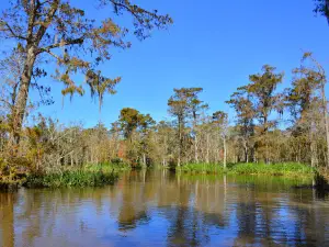 Maurepas Swamp Wildlife Management Area