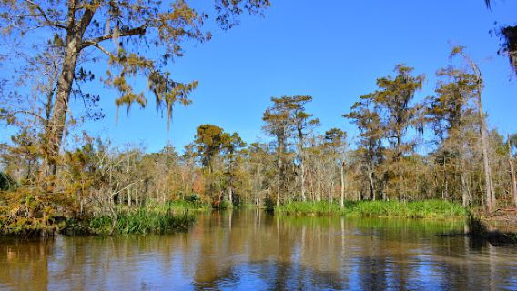Maurepas Swamp Wildlife Management Area