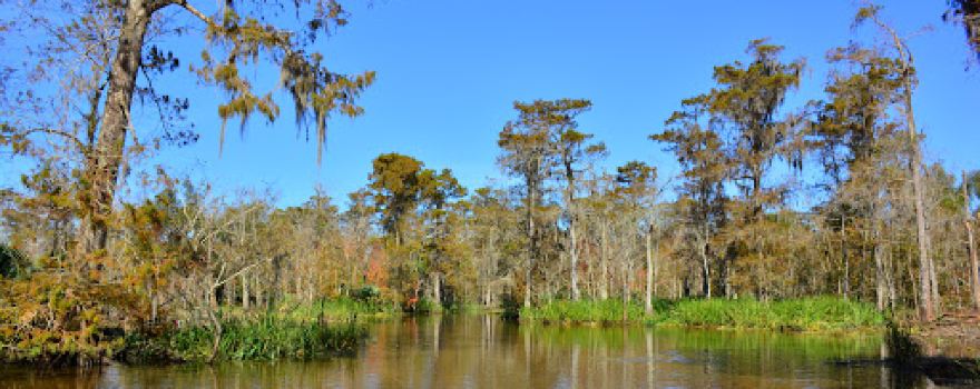 Maurepas Swamp Wildlife Management Area