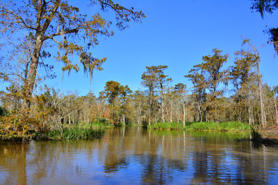 Maurepas Swamp Wildlife Management Area