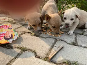 판카지 공원