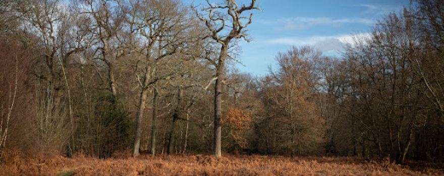 Northaw Great Wood Country Park