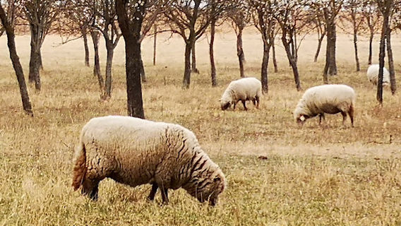 Vogelbeobachtungsturm, Seezeile Rust