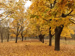 Forest Park of Friendship of Peoples