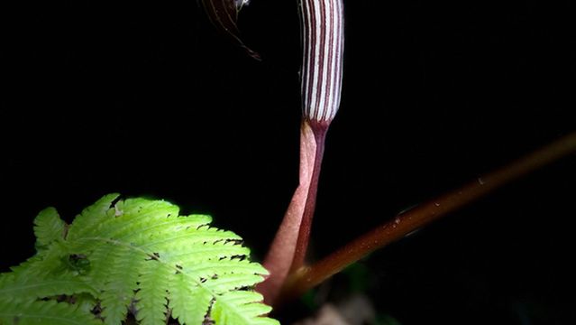 lao shan yao wang gu