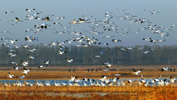 The World's Largest White Crane migratory stop