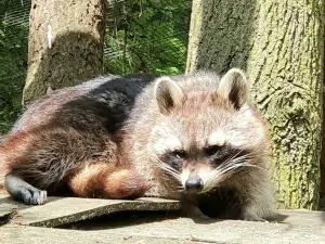 Wildlife Park Eekholt