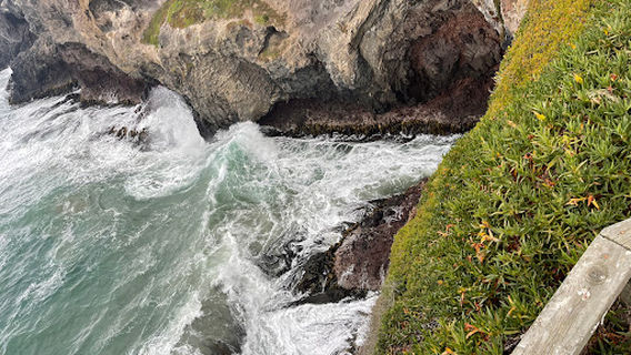 Taiaroa Viewing Platform