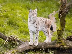 Whipsnade Zoo