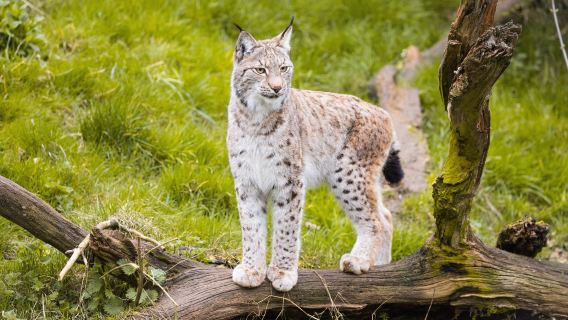 Whipsnade Zoo