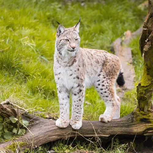 Whipsnade Zoo