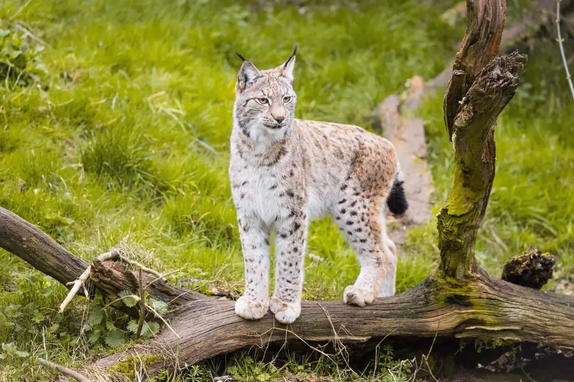 Hotels near Whipsnade Zoo