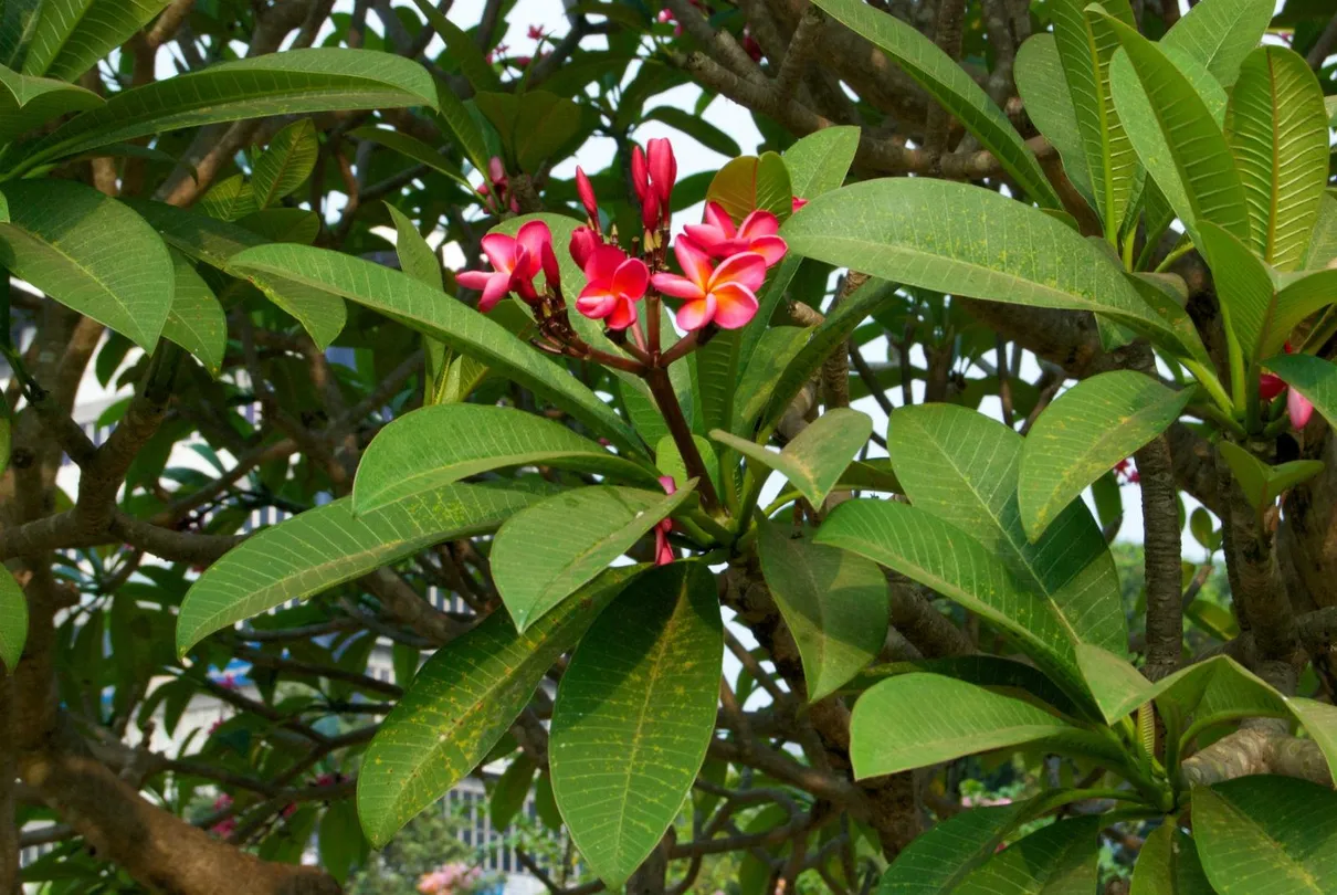 2_Nehru Park, Thrissur