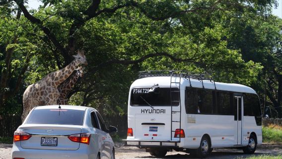 Auto Safari Chapin