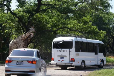 Auto Safari Chapin