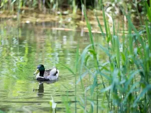 Creswell Crags