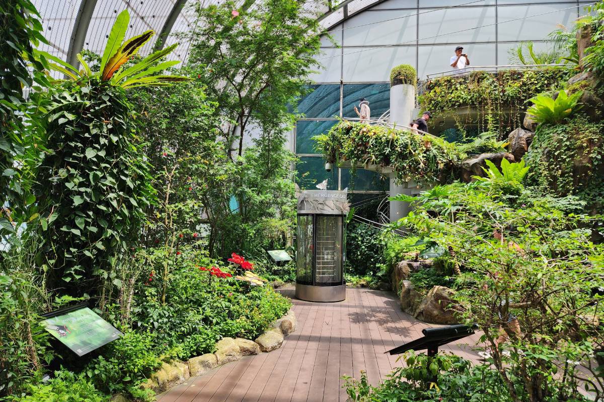 Butterfly Garden