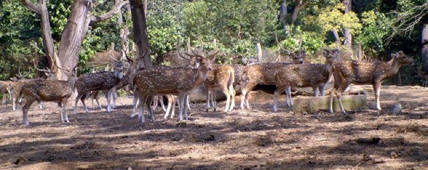 Sepahijala Wildlife Sanctuary & Zoo