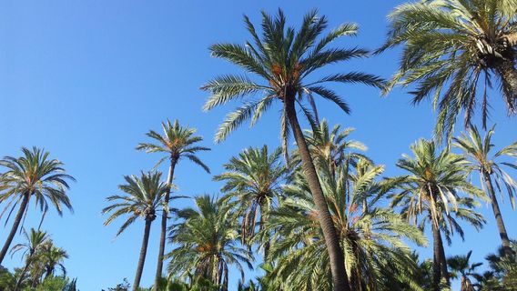 Parque El Palmeral