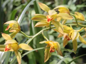 Kaziranga National Orchid and Biodiversity Park