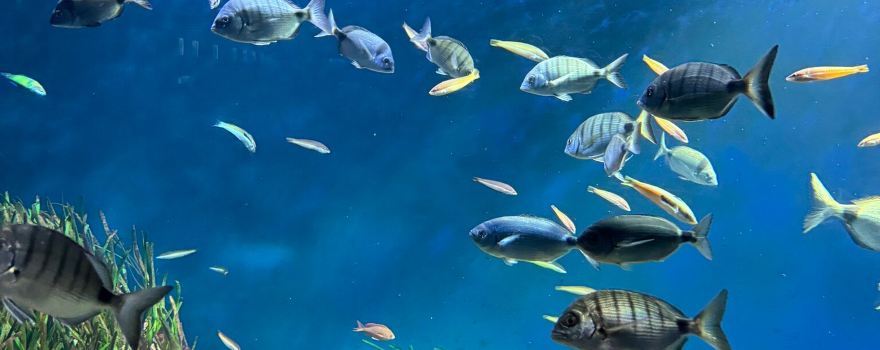 Aquarium de Vendée