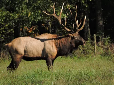 Buffalo National River Park