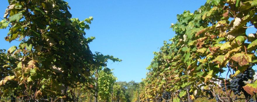 Tsurunuma Winery