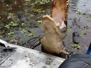 Swamp Adventures LLC