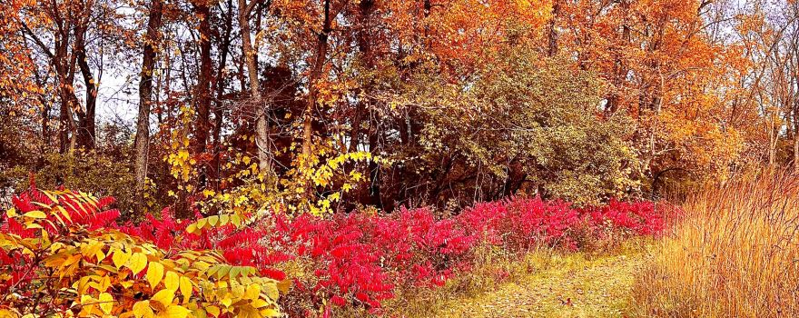 Oregon-Nashua Township