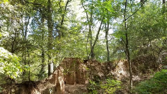 Mississippi Petrified Forest