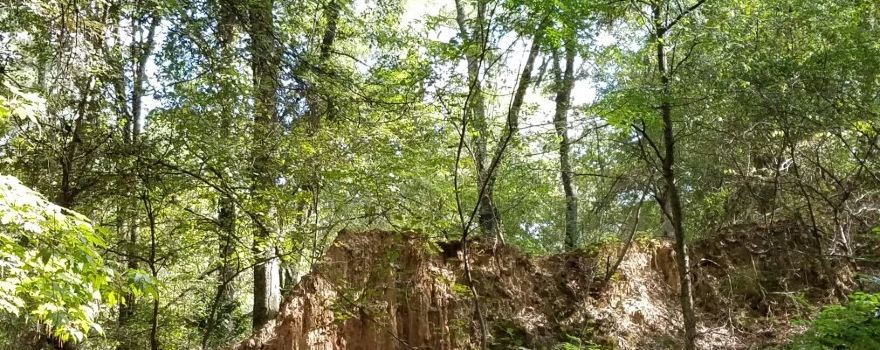 Mississippi Petrified Forest