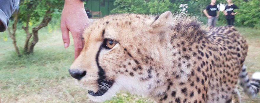 Cheetah's Rock