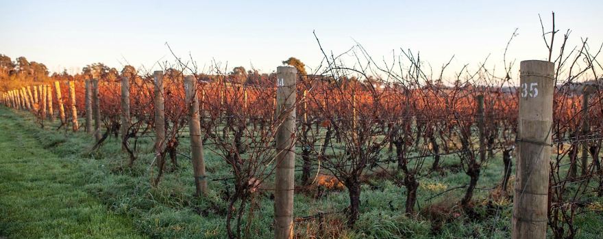Brook Eden Vineyard