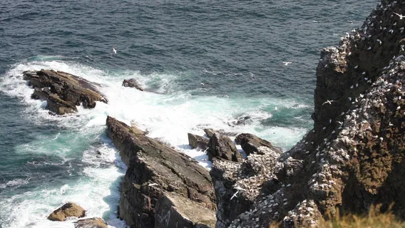 RSPB Scotland Troup Head