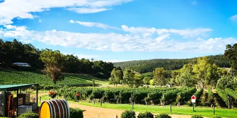 Myattsfield Vineyard