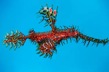 Dive Kingdom International